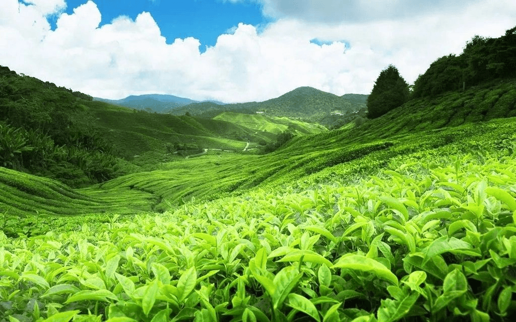 Pedro Tea Estate