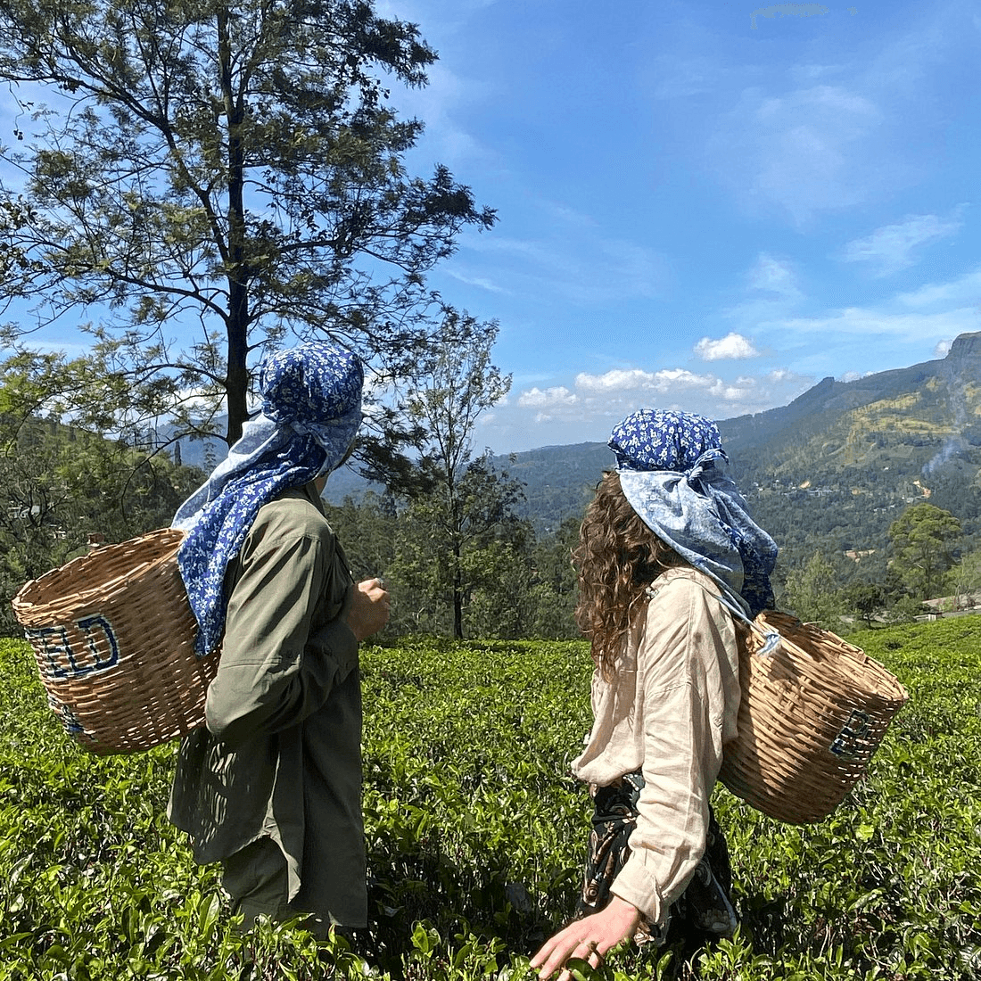 Blue Field Tea Gardens