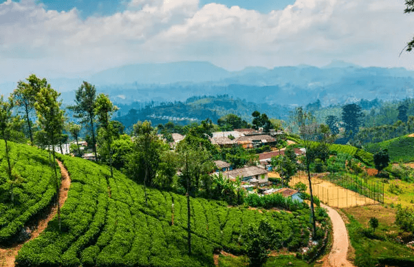 The Tea Festival gallery 4