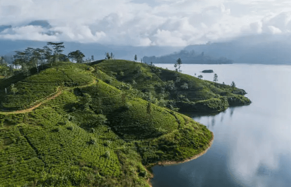 The Tea Festival gallery 5