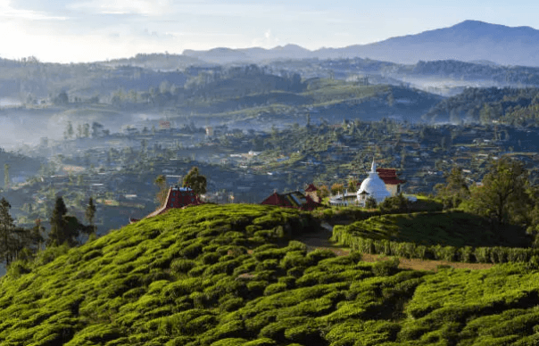 The Tea Festival gallery 7