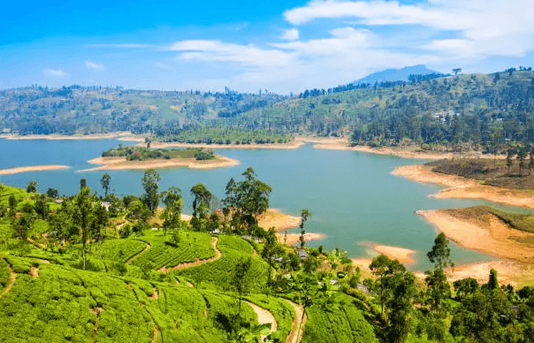 The Tea Festival gallery 6