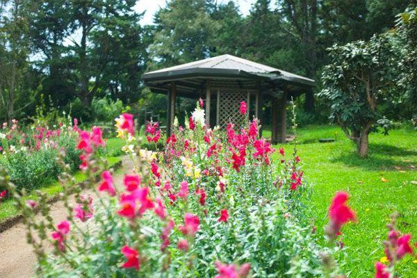 Flower Garden Competition